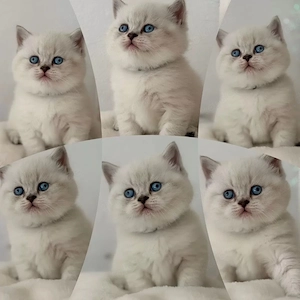 Reinrassige BKH kitten. noch 2 mädchens frei. 
