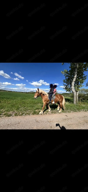 Reitbeteiligung: Pferd sucht Reiter 