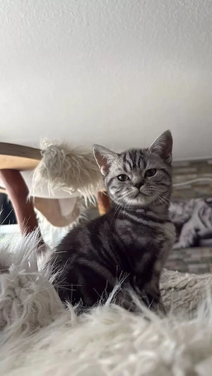 BKH Kater suchen liebevolles Zuhause