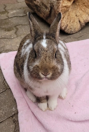 Zuckersüße Kaninchenbabys suchen ein liebevolles Zuhause