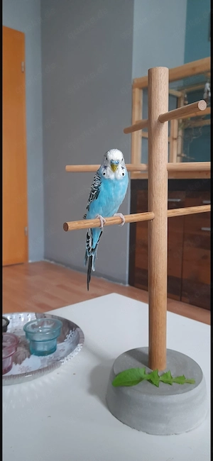 Süße  Wellensittiche  Bild 2