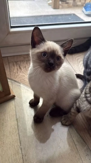 Super Süße BKH Katerchen