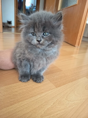 Birma - Perser-kater 2 monate 