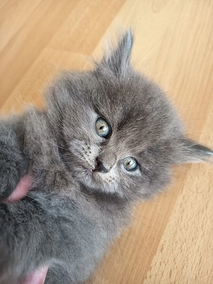 Birma - Perser-kater 2 monate 