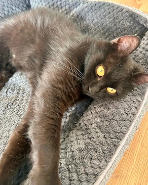 Puma   verschmuste Katze sucht Zuhause (Odelzhausen)