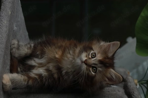 Baby Kätzchen Weiblich Maine Coon OHNE STAMMBAUM
