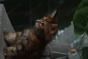 Baby Kätzchen Weiblich Maine Coon OHNE STAMMBAUM