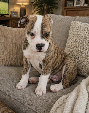 Old English Bulldog Welpe 