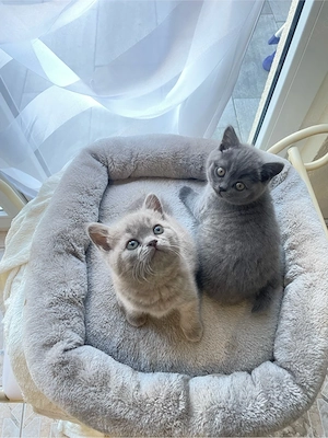 BKH Kätzchen reinrassig 