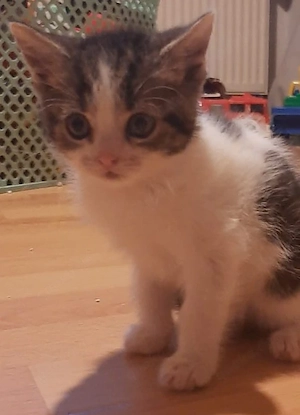 Hallo zwei wunderschöne Katzenkinder suchen ein Zuhause 