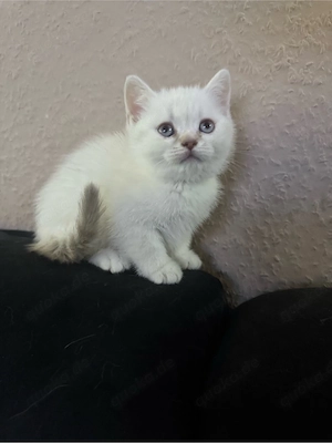  2 zuckersüsse BKH Kitten   