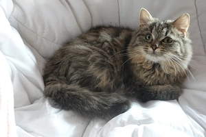 Wunderbare Langhaar Kitten , Jung Katzen , ein halbes Jahr alt