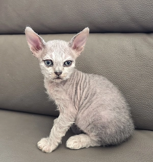Süße Selkirk Rex Kätzchen mit Ahnentafel 