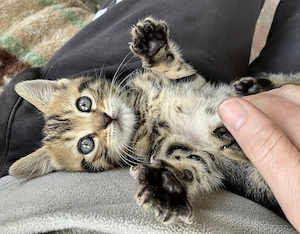 Bengal BKH Mix Kitten Katzenbabys 2 Kater