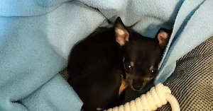 Zuckersüße Chihuahua-Welpen   