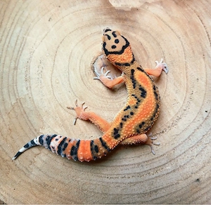0.1 Clown Leopardgecko Eublepharis Macularius NZ 25
