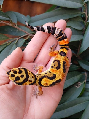 0.1 Tangerine Extreme Bold Leopardgecko Eublepharis Macularius NZ 25