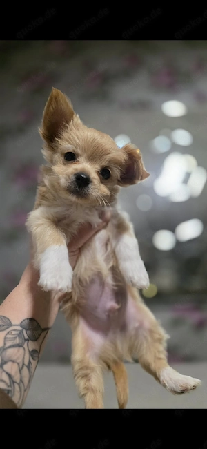 Yorkshire Terrier Chihuahua mix