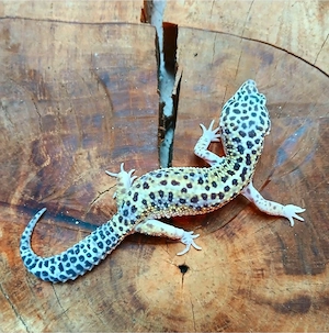 1.0 Mack Snow Lavender Boldstripe het Eclipse Leopardgecko Eublepharis Macularius adult