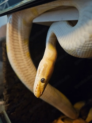 Adultes Königspython Männchen in erfahrene Hände 