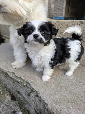 Maltipoo Chihuahua Mix Hündin 