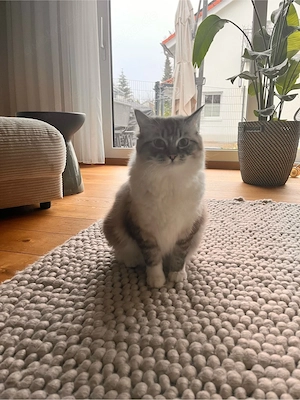 verschmuste Ragdoll Katze sucht neues liebevolles Zuhause