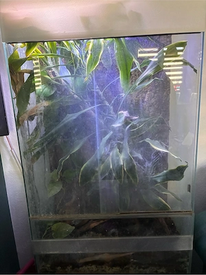 Terrarium und Kronengecko