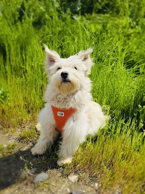 Westi Mix Maya sucht ein Zuhause  Bild 5