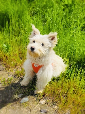 Westi Mix Maya sucht ein Zuhause  Bild 2