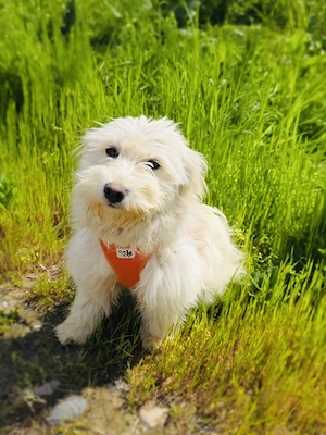 Westi Mix Maya sucht ein Zuhause  Bild 4