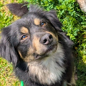 Willi - ist sehr freundlich,anhänglich&aufgeschlossen