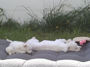 Bichon Frise Hündin 5 Monate 