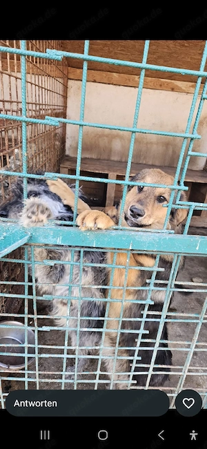 Die süße Sasha sucht ihr Zuhause