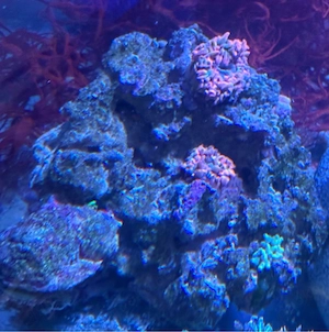 Meerwasser Stein mit Anemonen