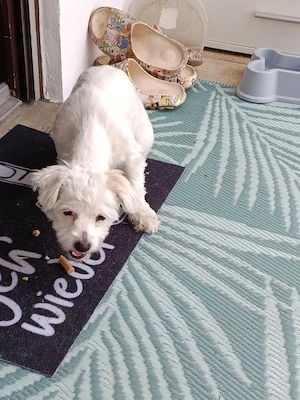 Hündin 5 Monate  Bild 2