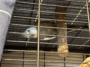 2 Nymphensittiche + Käfig und Zubehör 