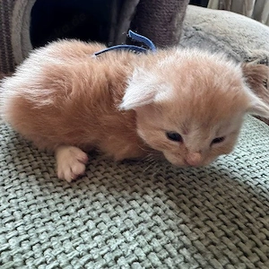 Dürfen wir Ihnen unser bezauberndes Maine-Coon-Kätzchen vorstellen? Flauschig, verspielt und voller 