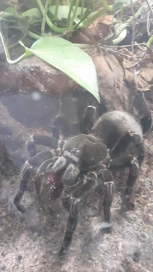 Vogelspinne 0.1  