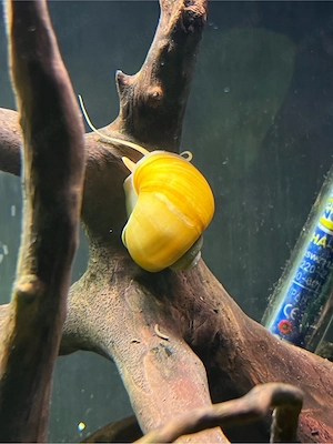 Apfelschnecken in gelb, rosa und lila