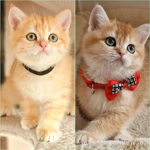 Bkh Kitten mit Stammbaum 