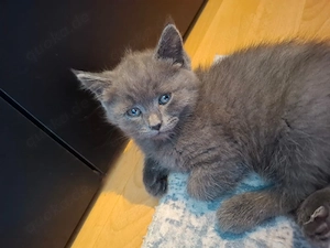 Main Coon Mix
