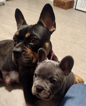 französische Bulldoggen Welpen 