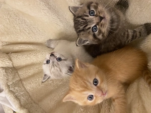 BKH Point   Tabby Kitten, Britisch Kurzh. Katzenbabys