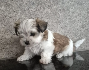 Yorkshire Terrier Welpen 