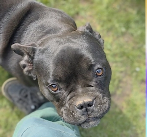 Exotic Bully Junghündin