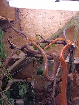 Kornnatter Männchen beide 8 Jahre 