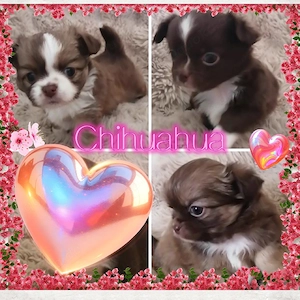Chihuahua Welpen reinrassig 