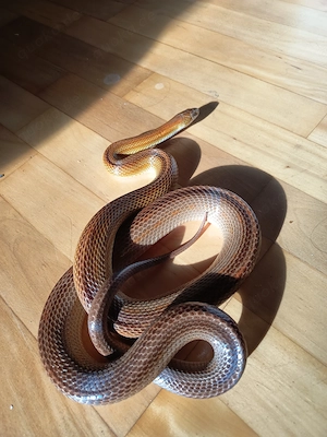 Kornnatter Männchen  8 Jahre 