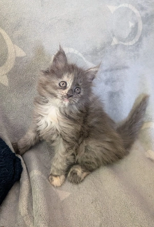 Maine Coon Kitten 