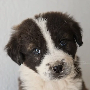 Whisky, geb. ca. 12 2025, lebt in GRIECHENLAND, im städt. Tierheim Serres